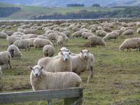 Albums/20060200-New Zealand 2006/20060313-Catlins/57